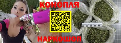 сатива Гай